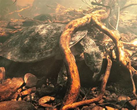 fitzroy river turtle facts diet habitat pictures  animaliabio