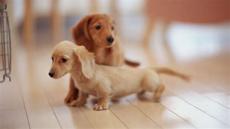 Dachshund Puppy Wallpapers - Top Free Dachshund Puppy Backgrounds ...