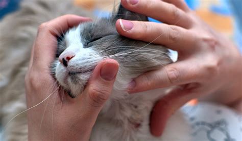 Comprehensive Guide to Cat Wound Care