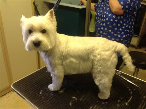 Gallery | Corby Dog Grooming Services | Corby | Corby Dog Grooming