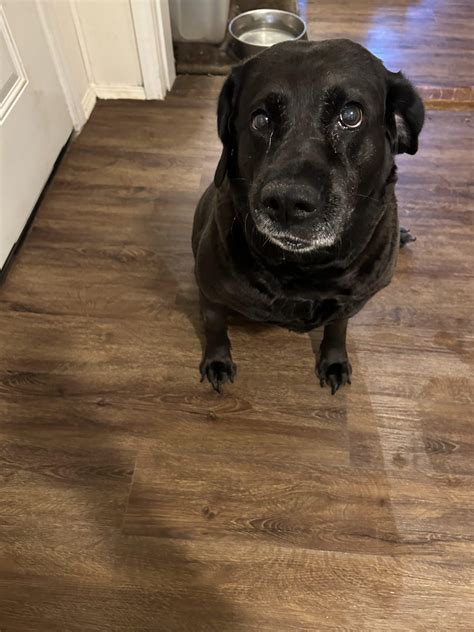 Willow - Beautiful Together Animal Sanctuary