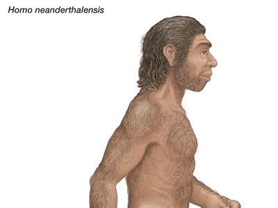 Neanderthal | Characteristics, DNA, & Facts | Britannica