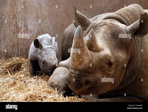 Rhino at Chester Zoo Stock Photo - Alamy