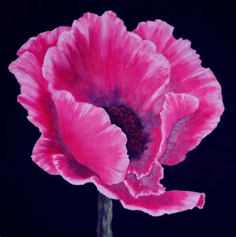 Pink Poppy Painting - Pink Poppy Fine Art Print | Watercolor poppies ...