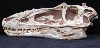 Alioramus Skull Replica | DINOSAURS ROCK SUPERSTORE | Fossil & Mineral ...