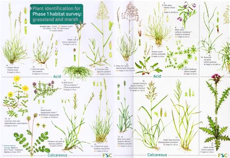 FSC Chart Phase 1 Grassland and Marsh 2 - Lizzie Harper