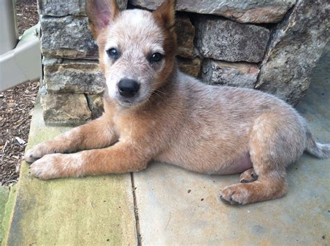 Sweet Red Heeler puppy | Heeler puppies, Cattle dogs rule, Red heeler puppies