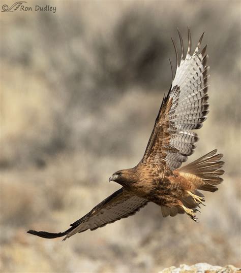 Hawks Birds Flying
