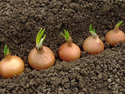 How to Plant Onion Bulbs and Grow Another Onion