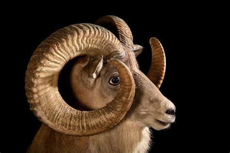 Male Transcaspian Urial (Ovis vignei arkal) - Joel Sartore