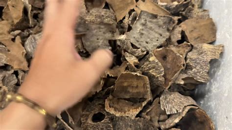 agarwood   vietnam ho chi minh city