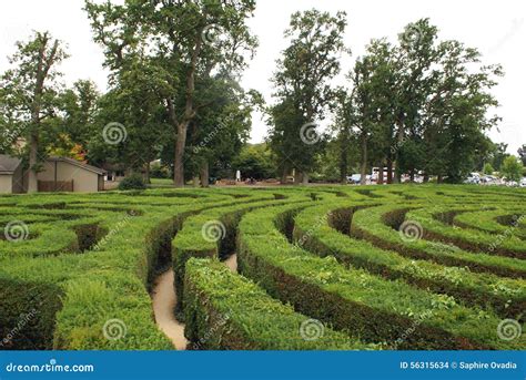 Maze stock photo. Image of british, england, hedges, view - 56315634