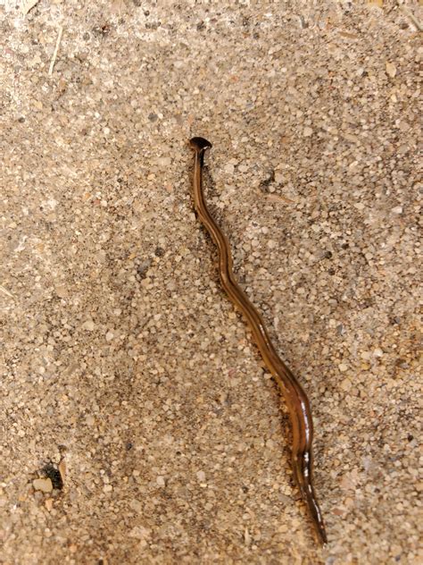 Toxic Hammerhead Worms invading my backyard (Don't handle these!) : r/pics