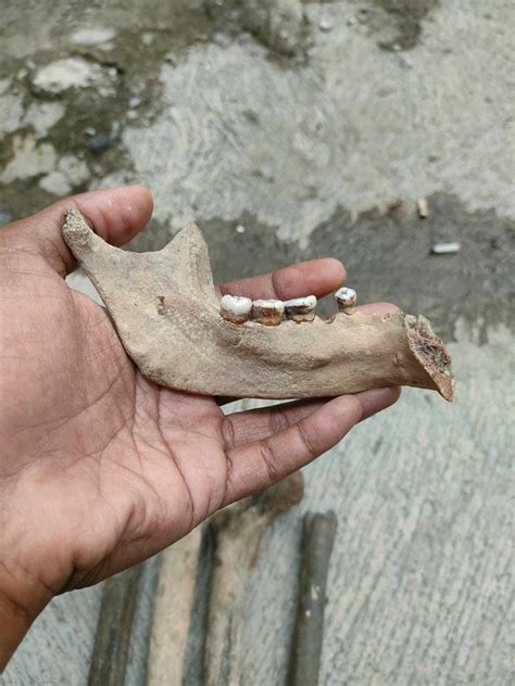 Hominid skulls? Or not? : r/bonecollecting