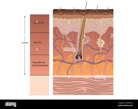 Skin anatomy, illustration Stock Photo - Alamy