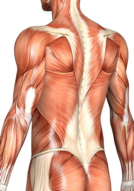 buttock muscles anatomy stock  pictures royalty