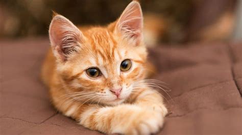 Why Is Your Cat Breathing Fast? 6 Reasons And When To Call Your Vet