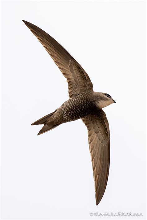 pallid swifts david   hall  einar