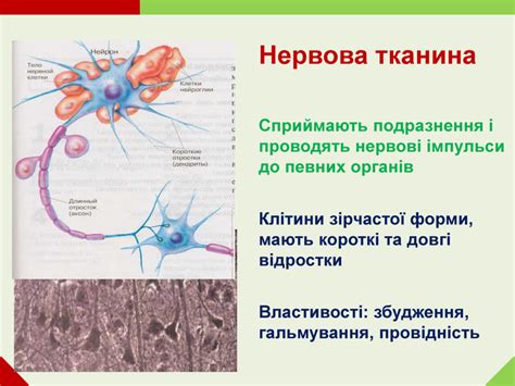 Презентація до уроку "Нервова система, її значення і розвиток у різних ...