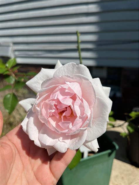 Cleveland, Ohio Yard Sales 1.0 | NEW 16" pedestal | Facebook