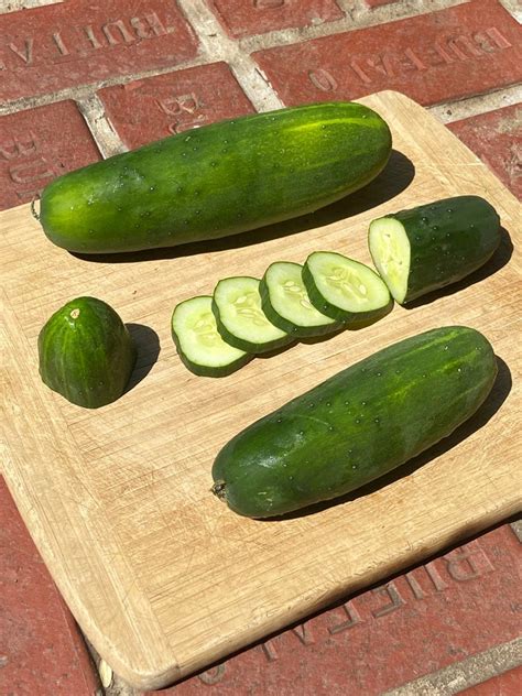 Cucumber: Sweet Marketmore (25, 50, or 100 seeds) | The Buffalo Seed ...