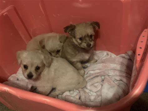 craigslist waco pets