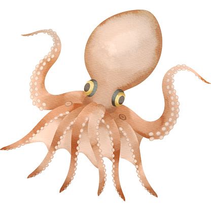 Ocellated Octopus Stock Illustration - Download Image Now - Animal ...