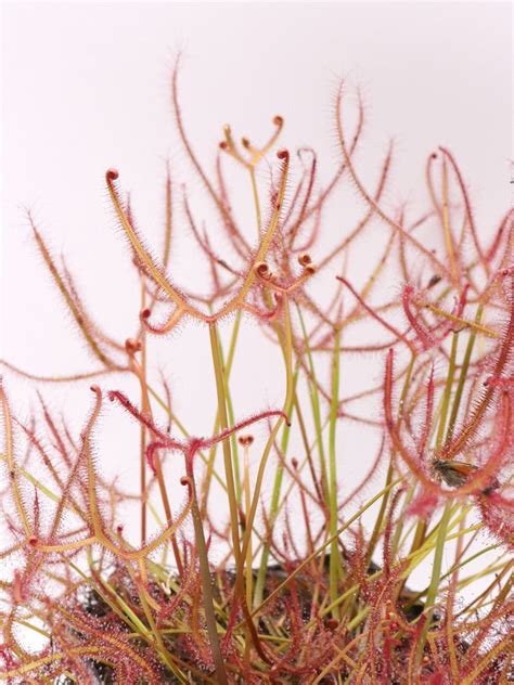 drosera binata var multifida  giardino carnivoro