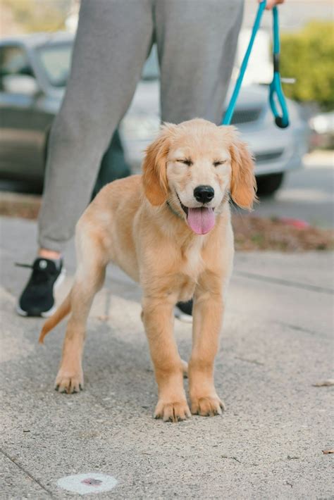Lost and Found | Find, Reunite, Help Today — DeKalb Humane Society