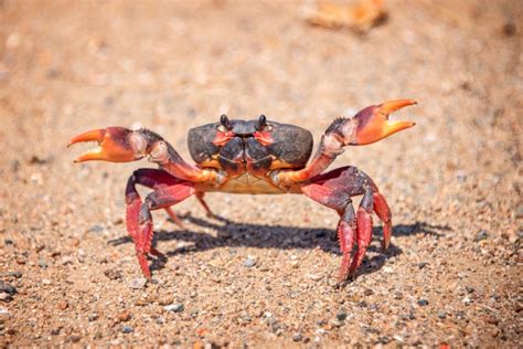 Animals Keep Evolving Into Crabs, and Scientists Don't Know Why