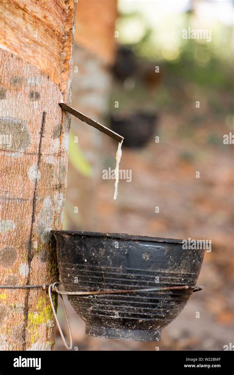 Rubber tree sap hi-res stock photography and images - Alamy