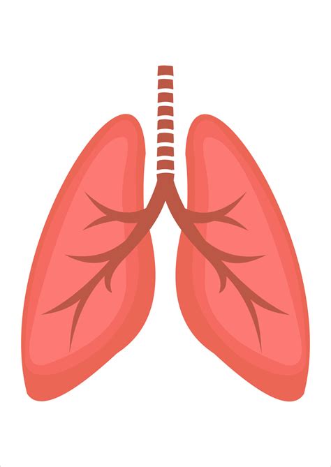 vector illustration of lungs. human body parts. respirator 17637452