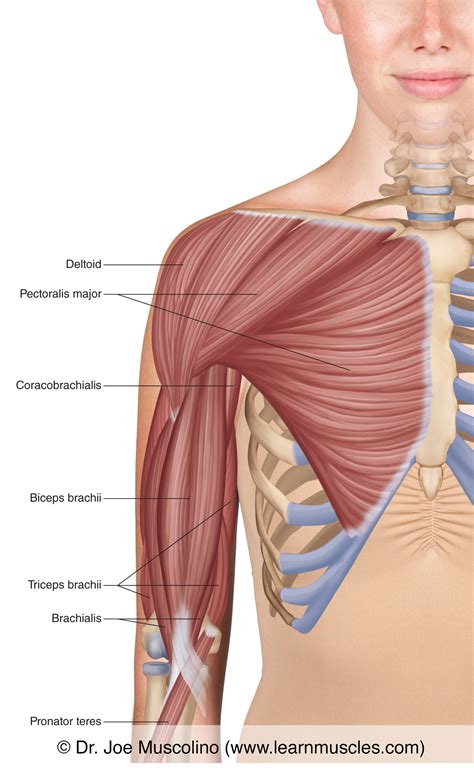 Different Types Of Muscles In Your Arm at Marisa Randolph blog