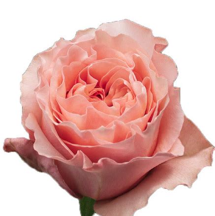 rose magic times del alma group