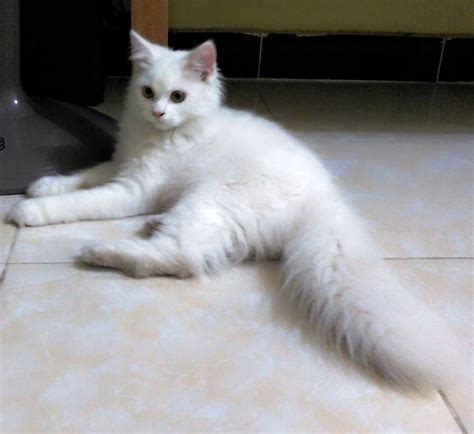 karakter kucing anggora asrot