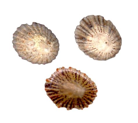 limpets  australian museum