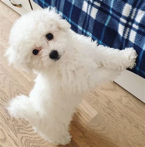 Top 125 Best Bichon Frise Dog Names - PetPress