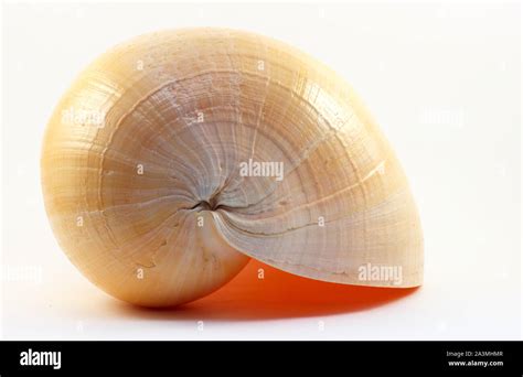 big sea shell  white background isolated stock photo alamy