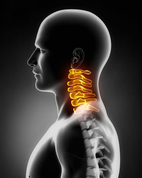 Anatomy of the Neck | Johnson City Chiropractic Clinic