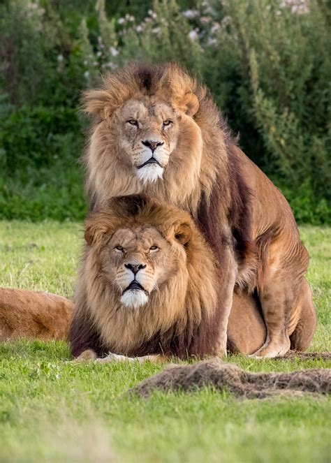 How Do Lion Prides Reproduce at Stephanie Fleming blog