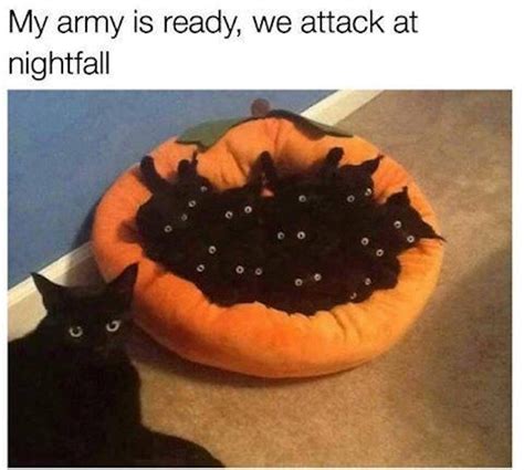 national cat day memes  celebrate  humor dramatics  cats