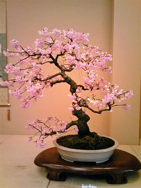 Weeping Cherry Blossom Tree Bonsai