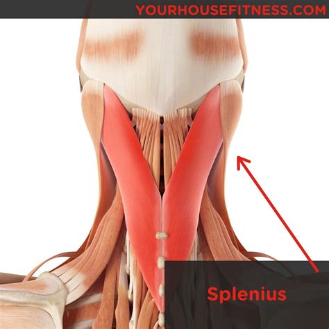 splenius capitis muscle