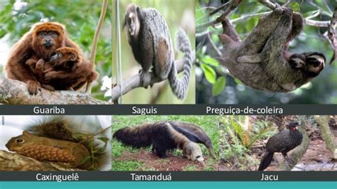 Fauna Da Matas Das Araucarias - Mata de araucarias