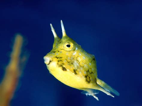 Cowfish swims photo and wallpaper. Cute Cowfish swims pictures