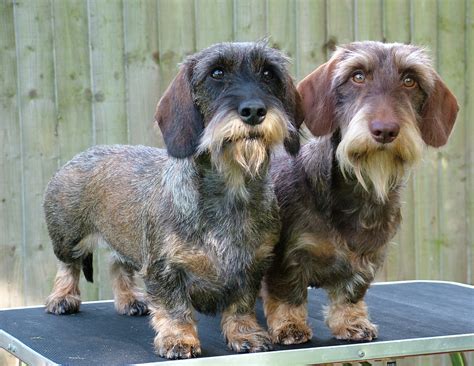 dachshund wirehaired dog breeders guide