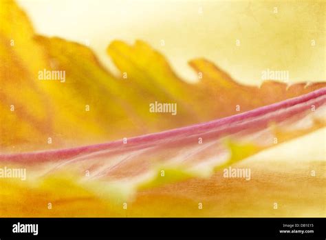 Single Leaf with texture Stock Photo - Alamy