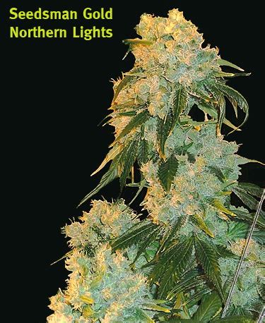 Northern Lights (by Seedsman) :: SeedFinder :: Strain Info