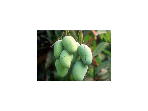 Манго - Фрукты Тайланда: Манго (mango)