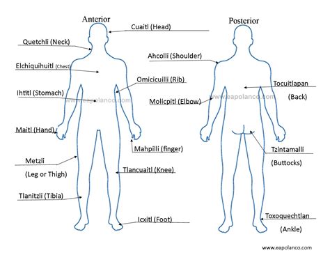 Body Parts Diagram Back - Human Body Parts Back Side Clip Art Library ...